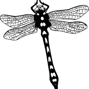 dragonfly Thumbnail