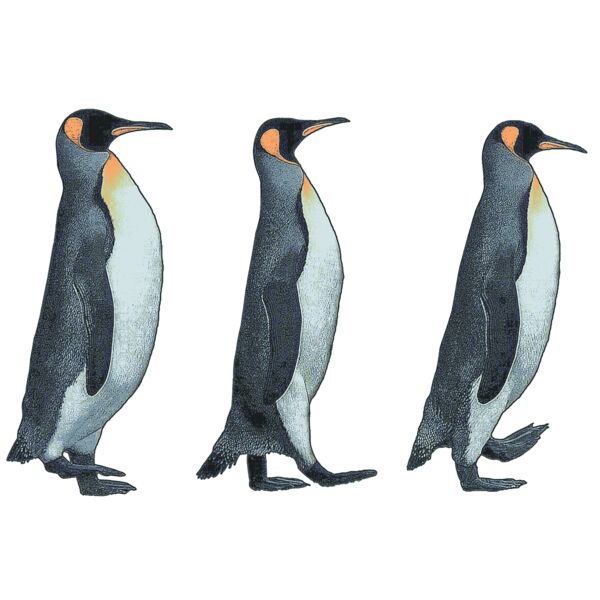 Penguins Thumbnail
