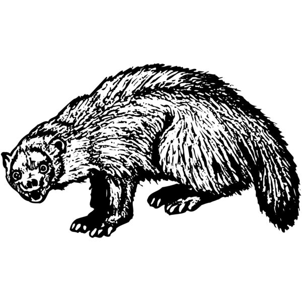 Forest Animals Thumbnail