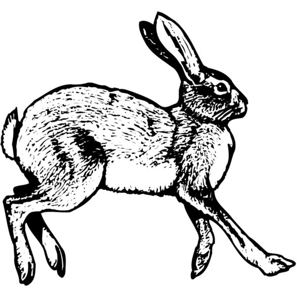Rabbits Hares Thumbnail