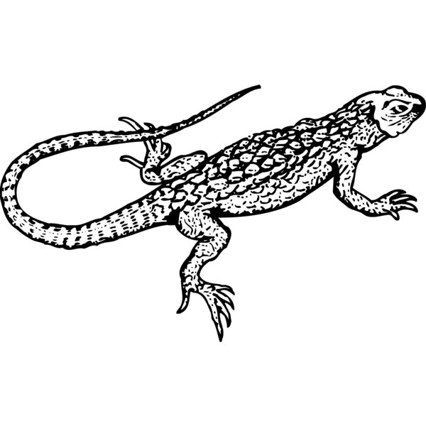 Lizards Thumbnail