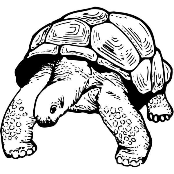 Turtles Tortoises Thumbnail