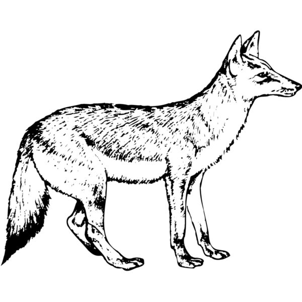 Wolf Wolves Thumbnail