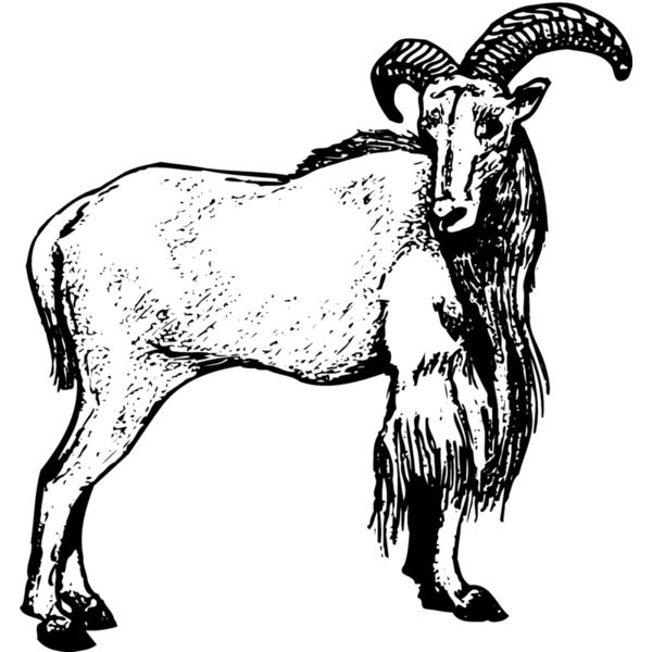 Rams Goats Sheep Thumbnail