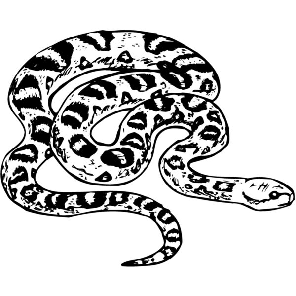 Snakes Thumbnail